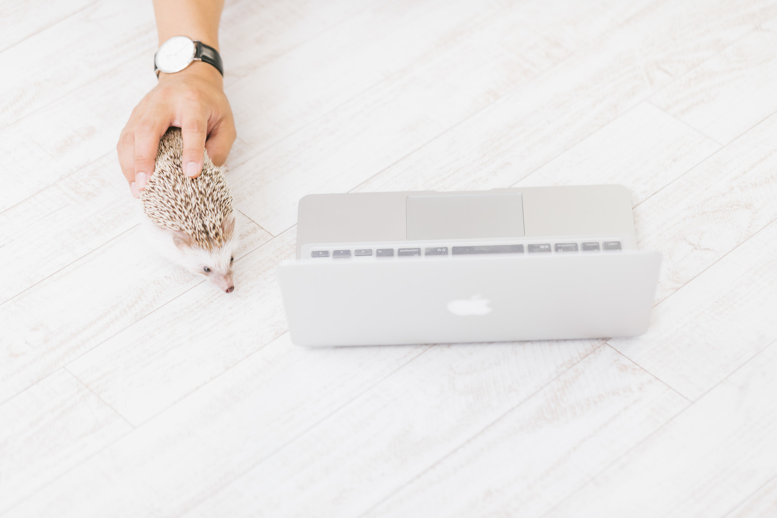 ハリネズミの無線マウス